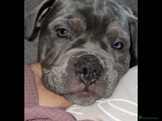 Old Tyme Bulldog dogs 12 week old beautiful old tyme English bulldog - Advert 14