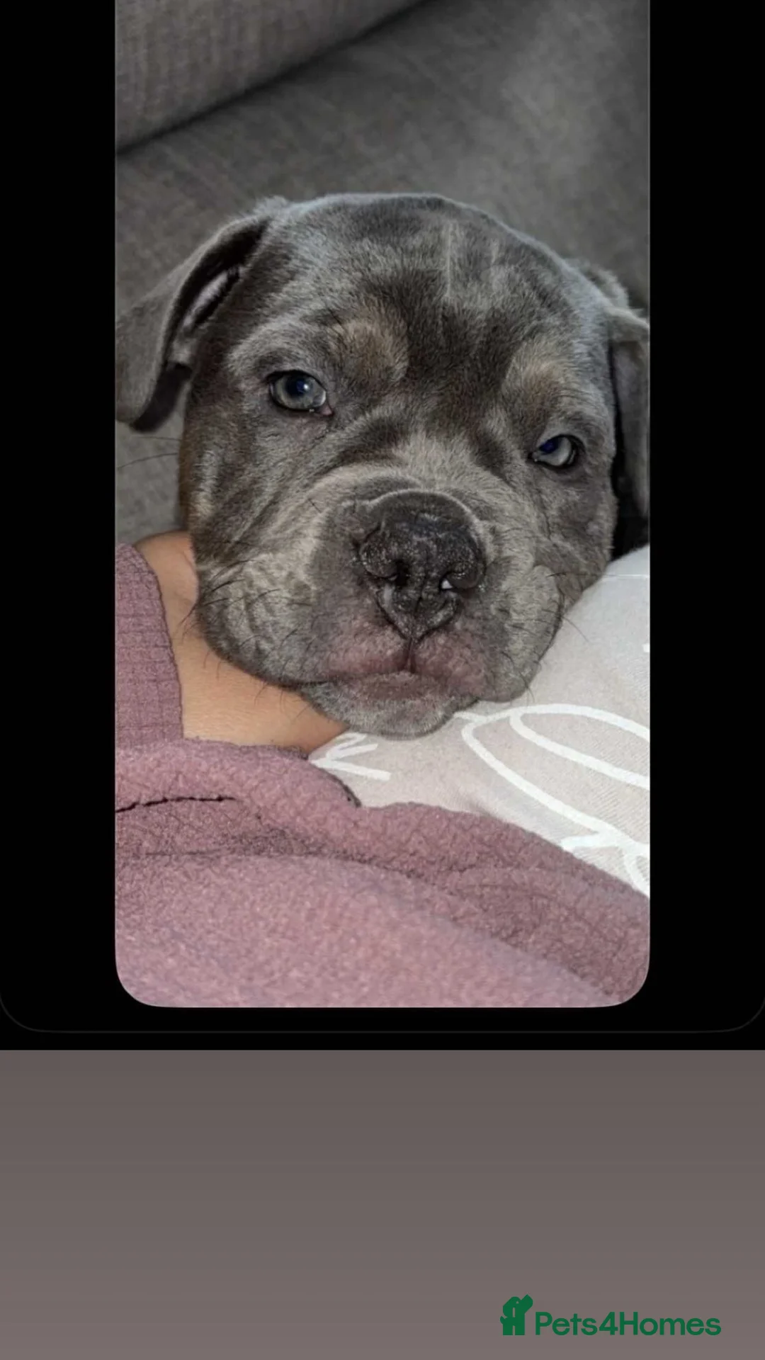Old Tyme Bulldog dogs for sale: 12 week old beautiful old tyme English bulldog  - Advert 1