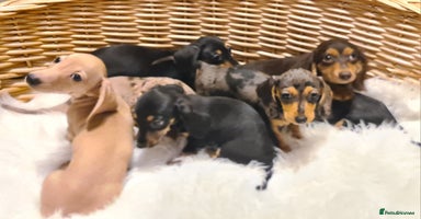 Miniature Dachshund dogs - Advert 4