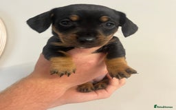 Mixed Breed dogs for sale: 8 beautiful dashaund X Jack Russel puppies  - Image 6