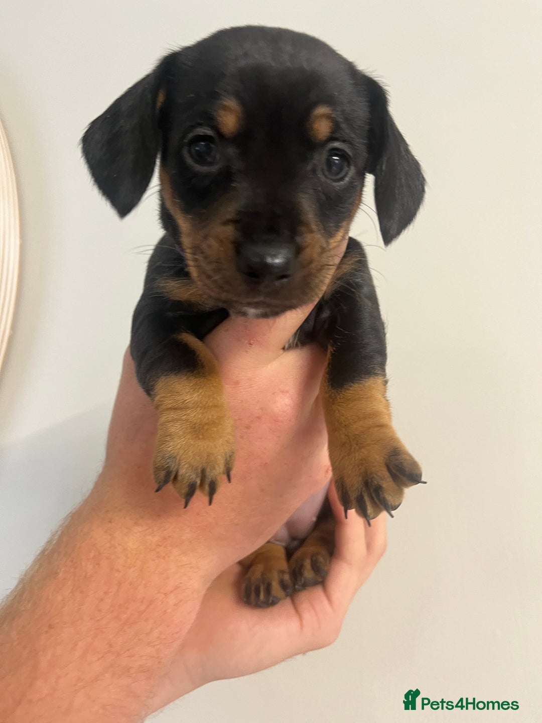 Mixed Breed dogs for sale: 8 beautiful dashaund X Jack Russel puppies  - Image 6