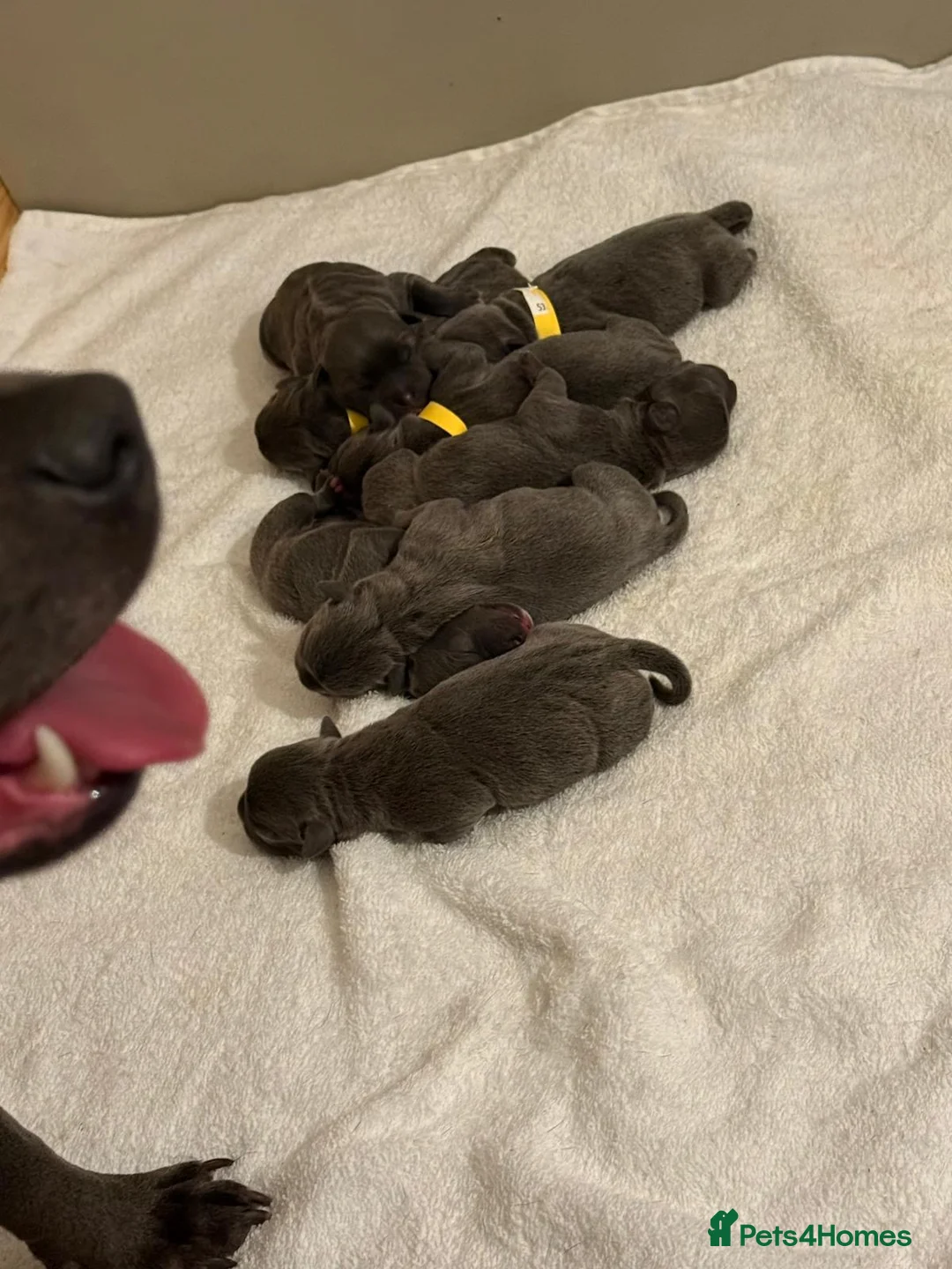 Staffordshire Bull Terrier dogs for sale: SUPERIOR BLUE STAFFORDSHIRE BULL TERRIER PUPS  - Advert 10