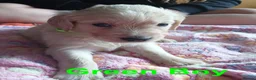 Golden Retriever dogs for sale: Beautiful Home Raised Golden Retriever Puppies - Advert 13