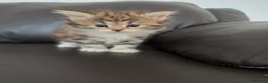 Siberian 6