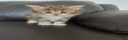 Siberian cats for sale: Pure gorgeous Siberian Kittens - Advert 32