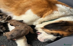 Mixed Breed dogs for sale: Outstanding Saint Bernadoodle Puppies  - Image 33