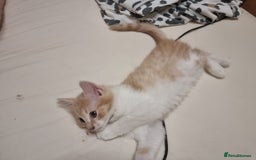 Mixed Breed cats for sale: Half norweigen forest cat 1/4 bengal 1/4 longhair - Image 10