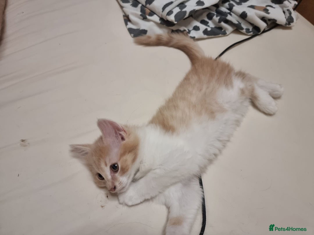 Mixed Breed cats for sale: Half norweigen forest cat 1/4 bengal 1/4 longhair - Image 10
