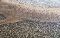 British Shorthair cats for stud: Lilac BSH stud - Image 4