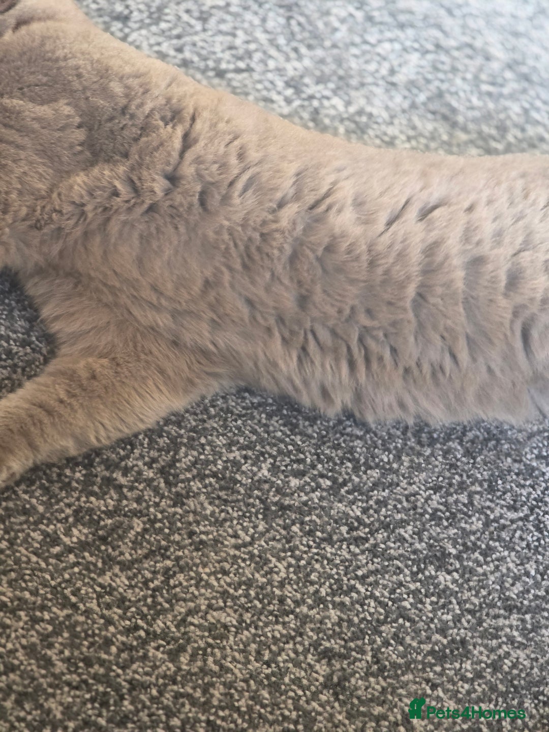 British Shorthair cats for stud: Lilac BSH stud - Image 4