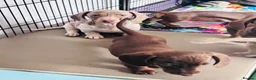 Miniature Dachshund dogs for sale: Beautiful short coat dachshund puppies  - Advert 8