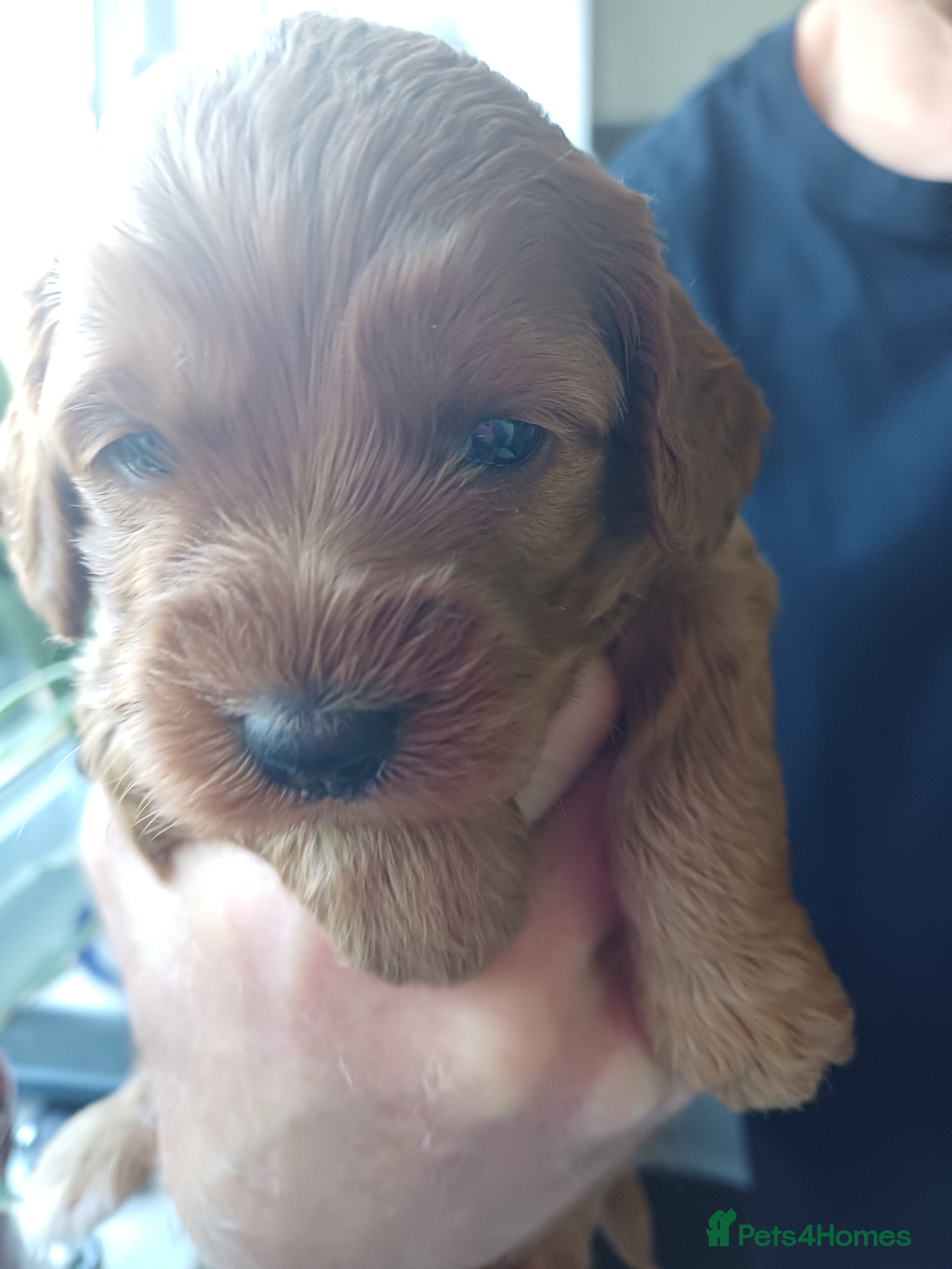 Cavapoo dogs HEALTH-TESTED CAVAPOO ETHICAL RESPONSIBLE BREEDING - Advert 2