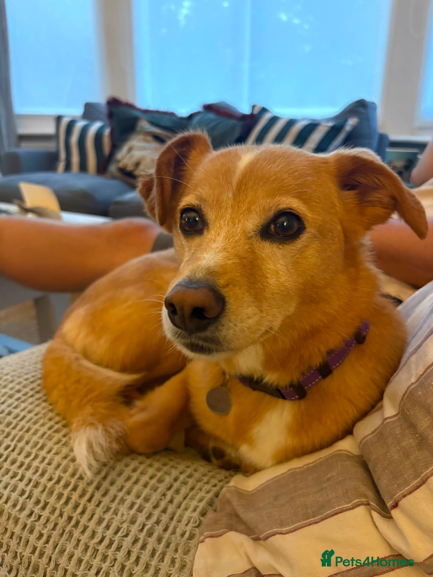 Mixed Breed dogs Beautiful Bonnie 🩷 - Advert 1