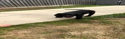 Cocker Spaniel dogs for sale: Rehome ASAP  - Advert 3