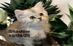 Munchkin cats for sale: Exceptional Quality & Extremely Rare Silver Minuet - Image 10
