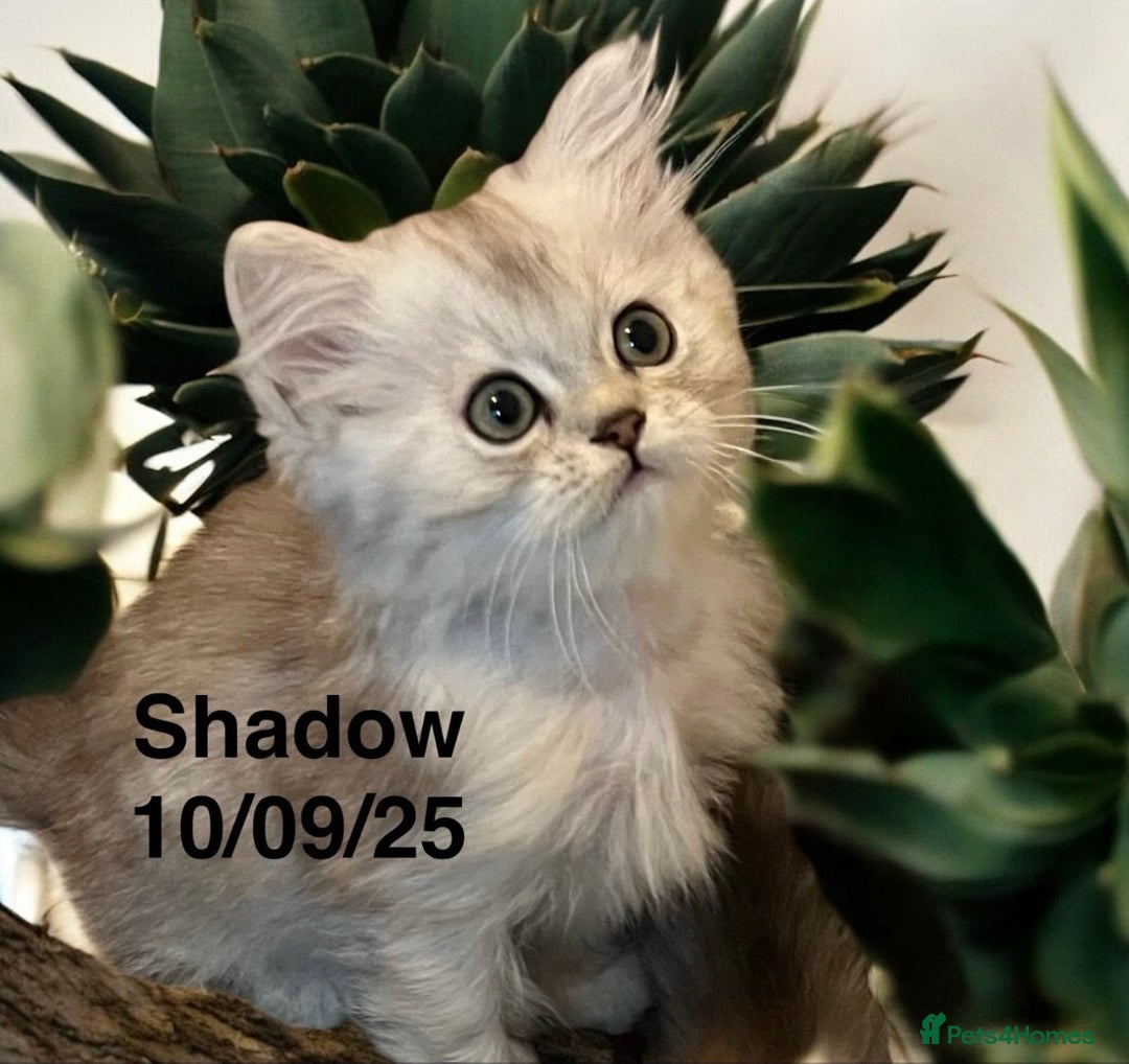 Munchkin cats for sale: Exceptional Quality & Extremely Rare Silver Minuet - Image 10