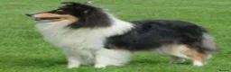 Rough Collie dogs for sale: 7 Gorgeous rough collie puppies for sale in Spalding - Advert 2