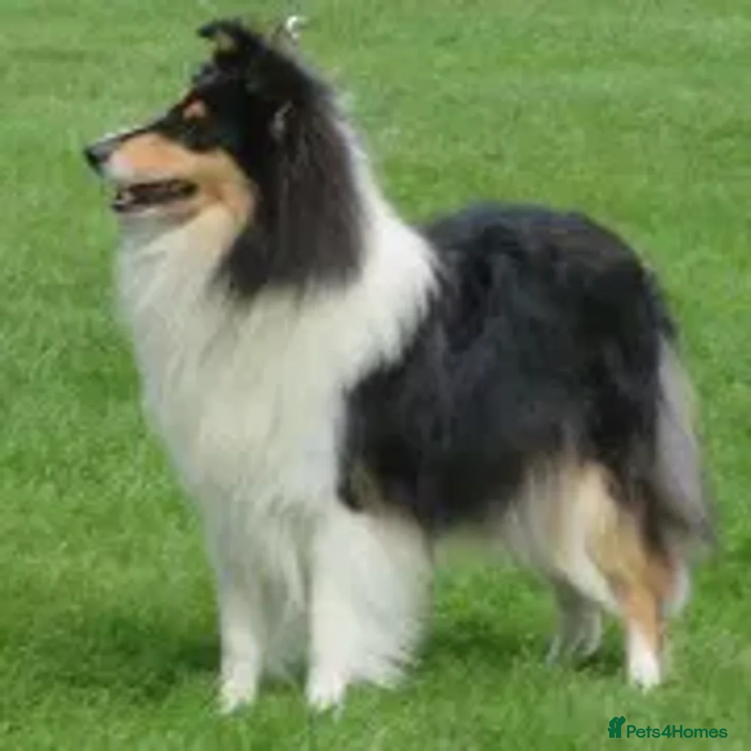Rough Collie dogs for sale: 7 Gorgeous rough collie puppies for sale in Spalding - Advert 2
