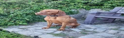 Hungarian Vizsla dogs for stud: Hungarian Vizsla for stud! in Llantwit Major - Advert 37