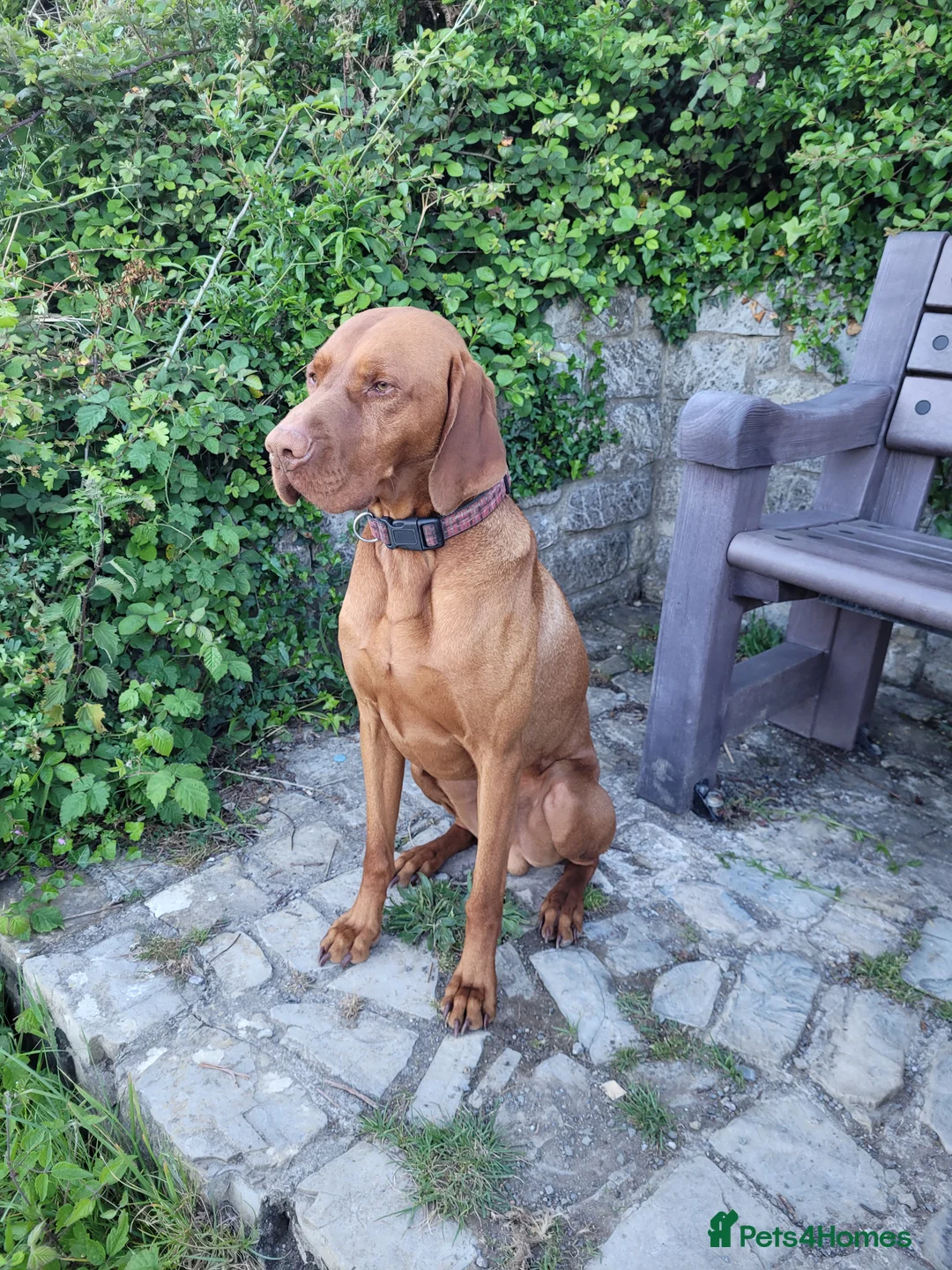 Hungarian Vizsla dogs for stud: Hungarian Vizsla for stud! in Llantwit Major - Advert 37