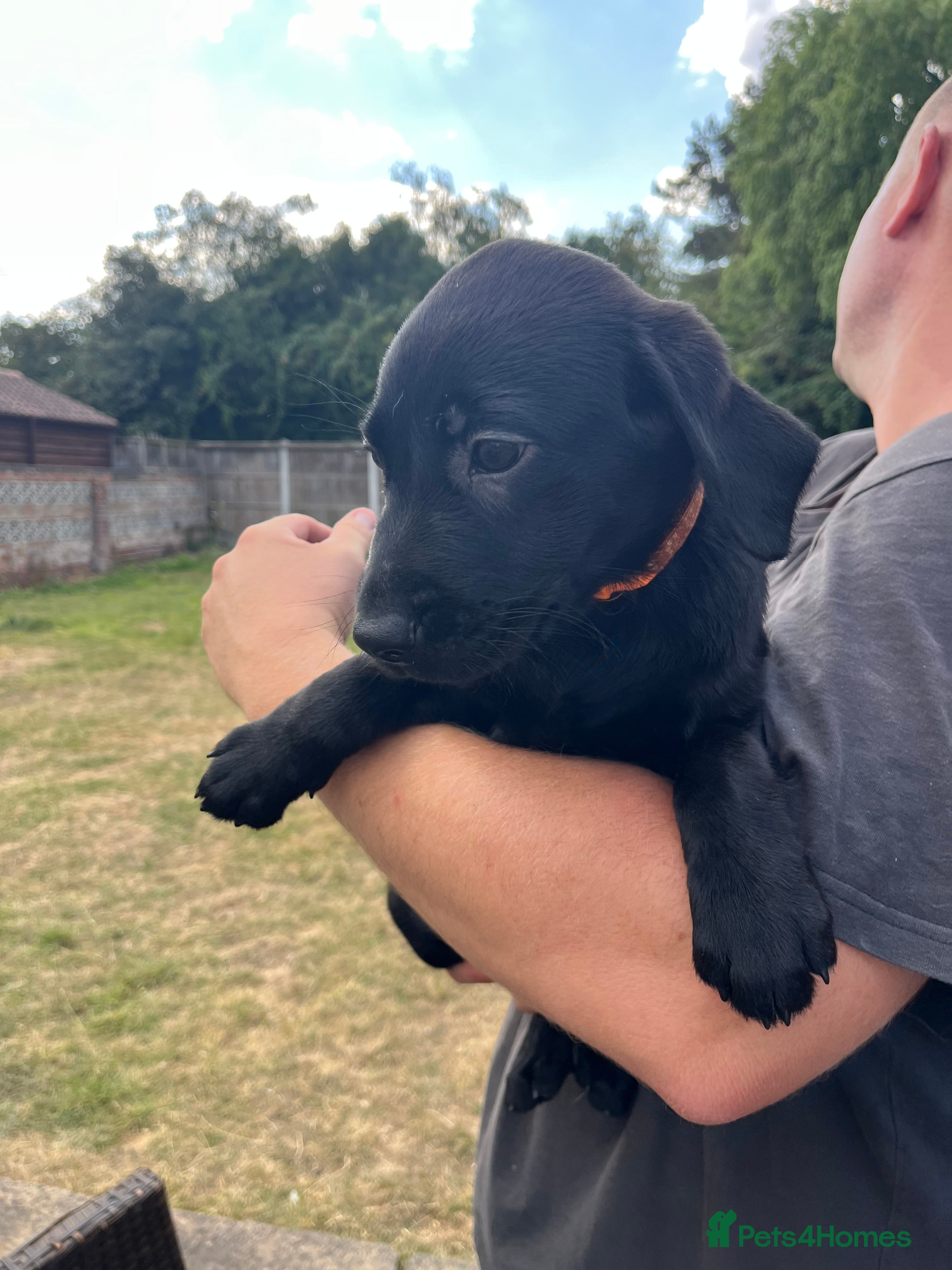 Labrador Retriever dogs KC Reg. Working Labrador Puppies ready to go - Advert 2