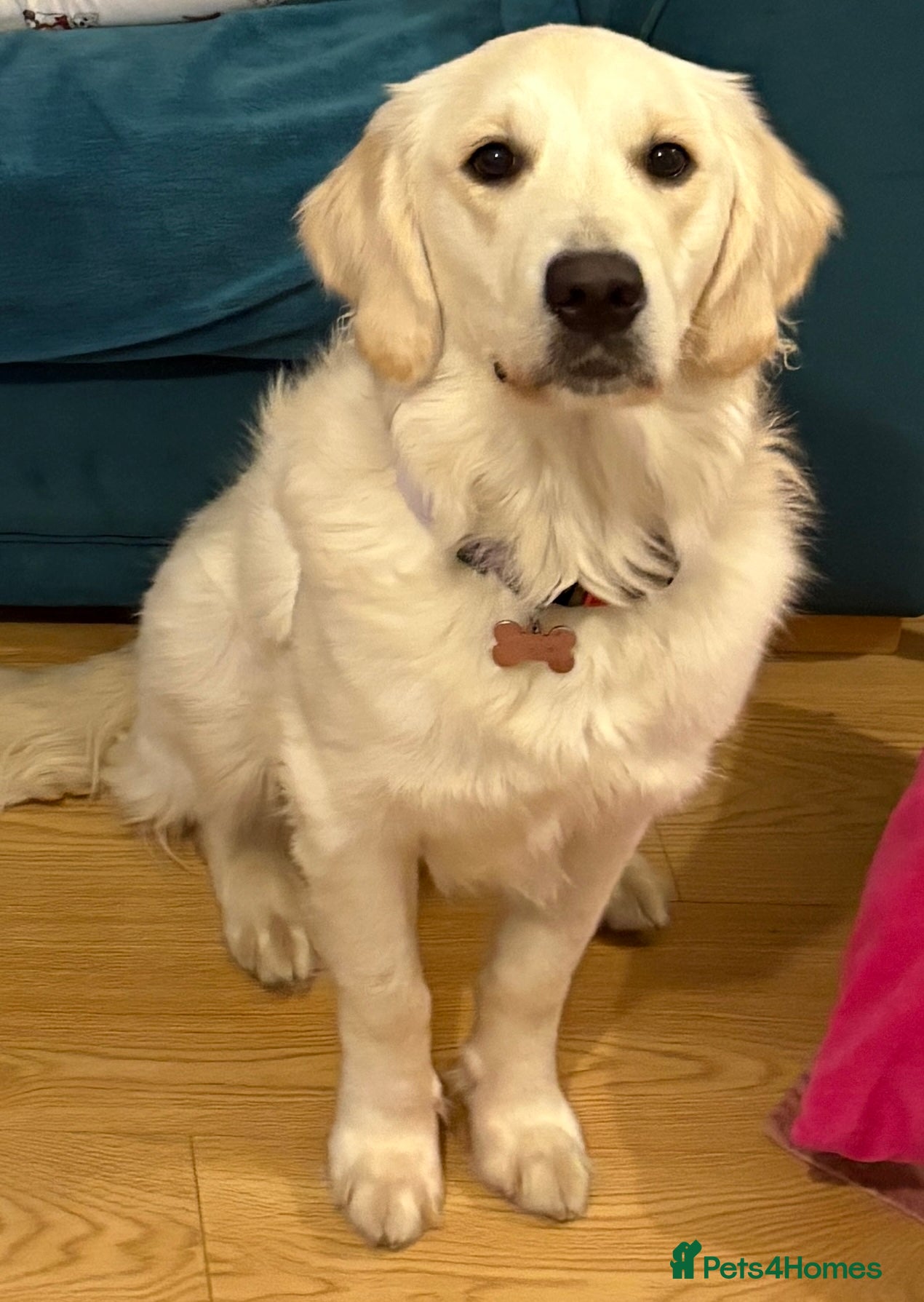 Golden Retriever dogs Female golden retriever  - Advert 16