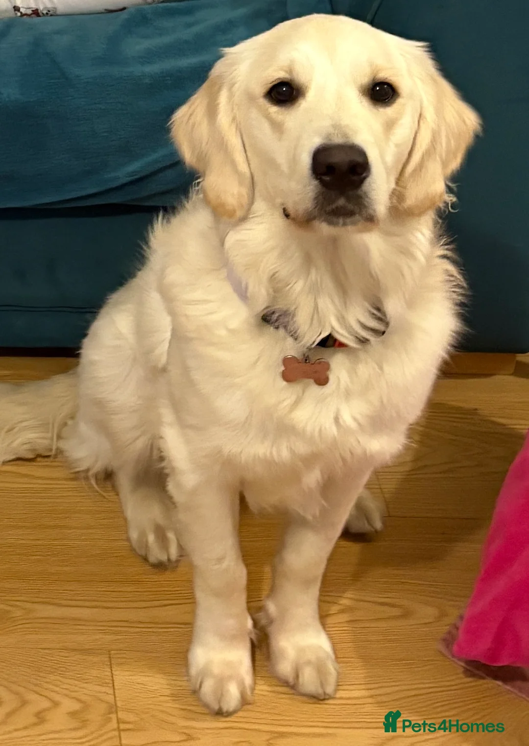 Golden Retriever dogs for sale: Female golden retriever  in Thetford - Advert 1