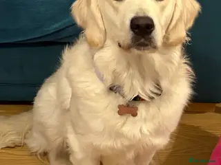 Golden Retriever dogs Female golden retriever - Advert 2