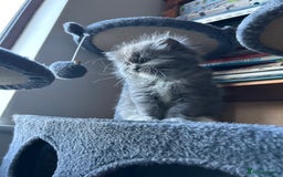 Ragdoll cats for sale: Gorgeous ragdoll male kitten to sell - Image 1