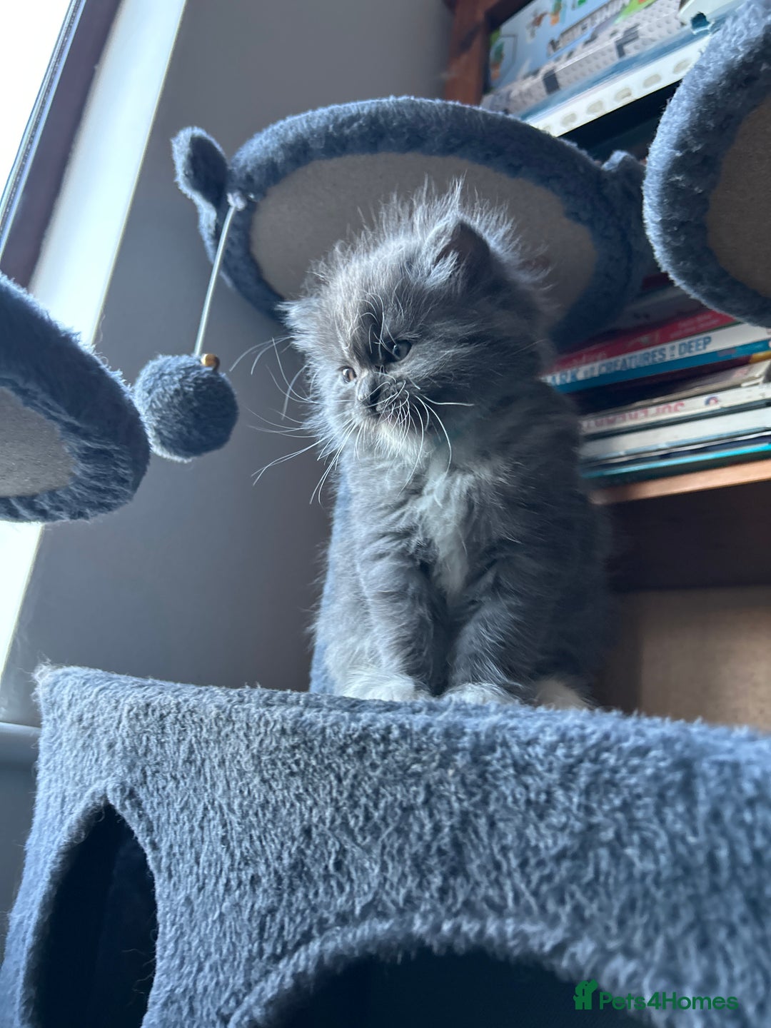 Ragdoll cats for sale: Gorgeous ragdoll male kitten to sell - Image 1