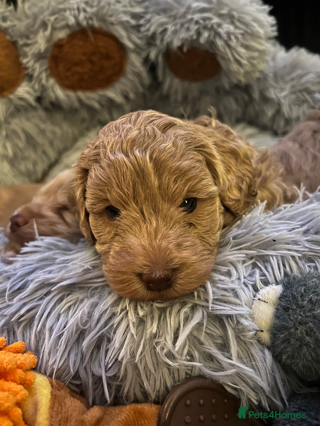 Cockapoo dogs for sale: Cockapoos for sale.  - Advert 29