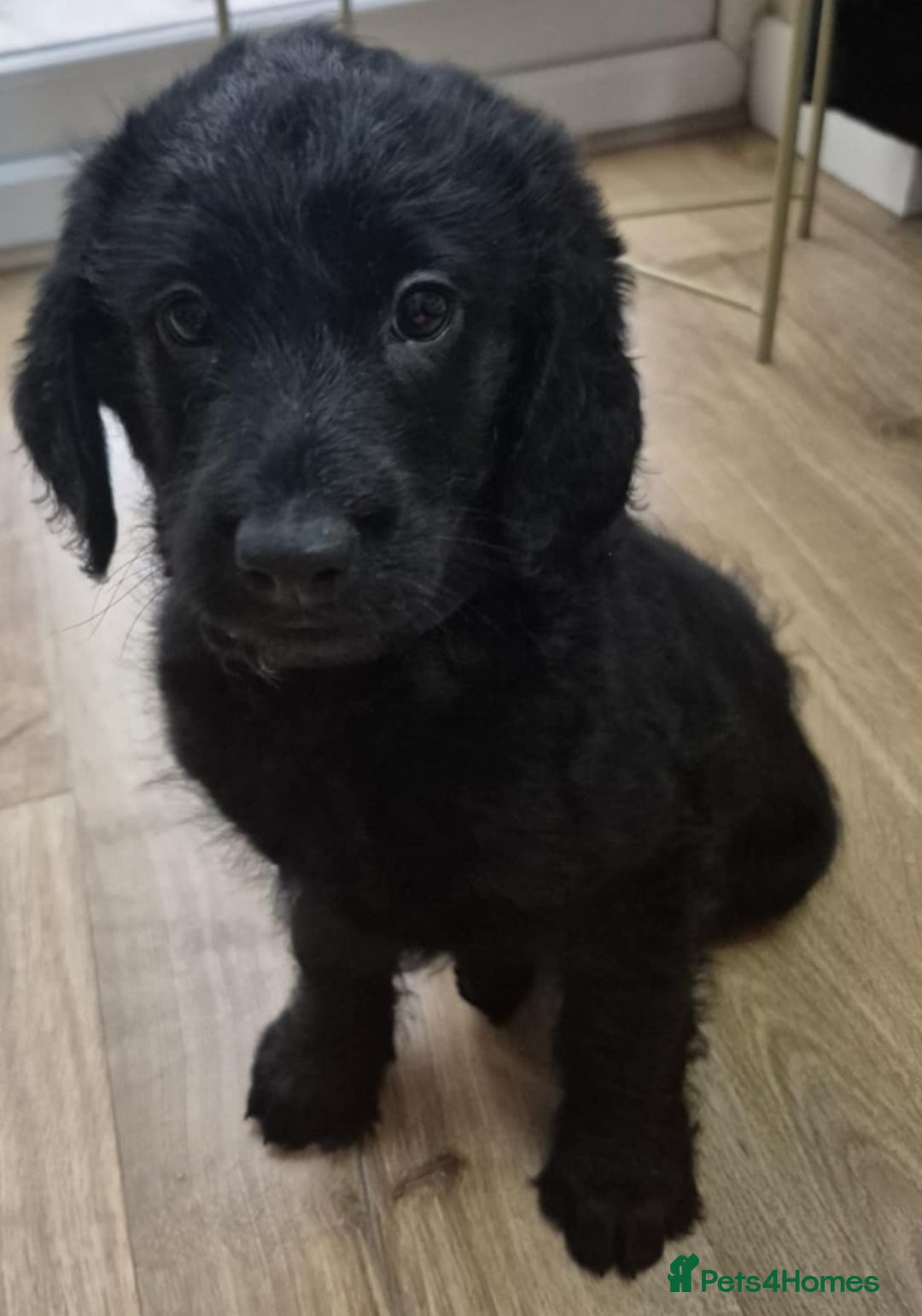 Labradoodle dogs for sale: F1 labradoodles READY NOW - Advert 13
