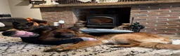 German Shepherd dogs for sale: Purebred German shepherd puppies  - Advert 23