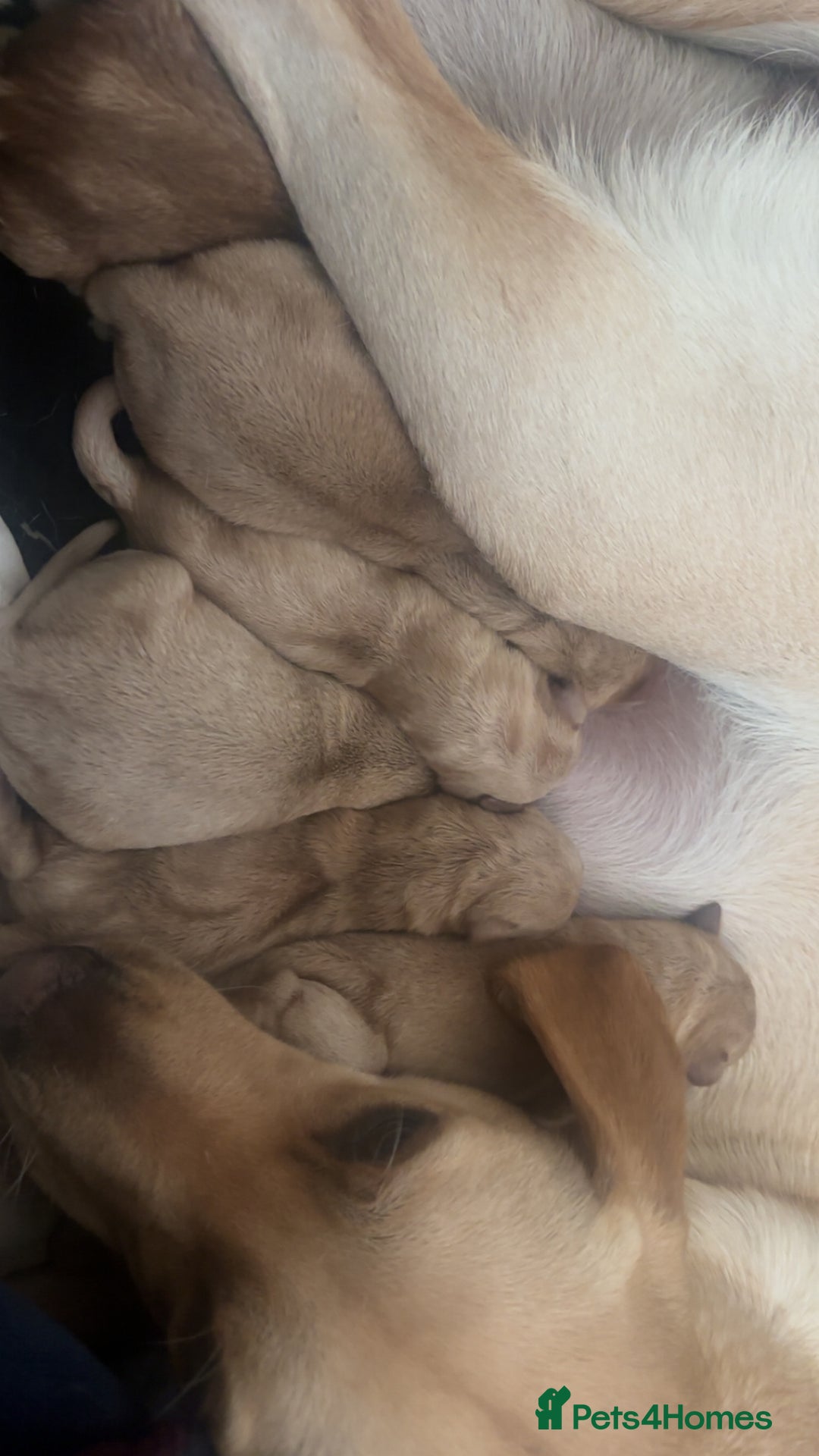 Labrador Retriever dogs for sale: Fox red Labrador - Image 10