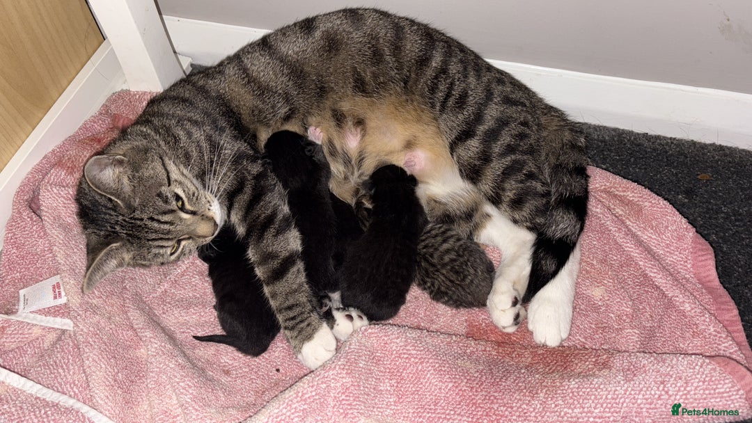 Bengal cats for sale: Bengal x  - Advert 1