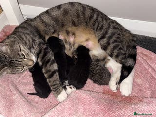 Bengal cats Bengal x - Advert 17