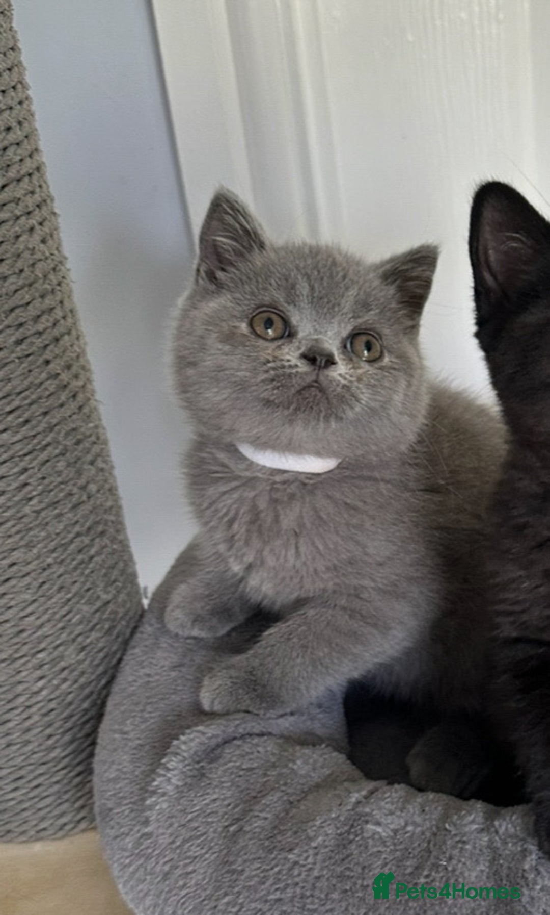 British Shorthair cats for sale: Gccf registered pedigrees kittens - Image 12