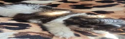 Shih Tzu dogs for sale: 4 shit tzu puppy's  - Advert 8