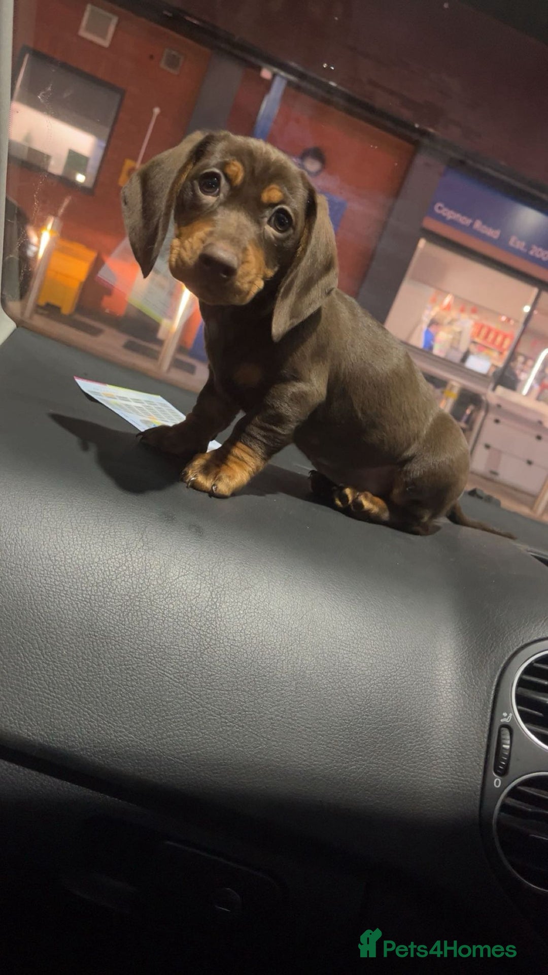 Dachshund dogs for sale: Dachshund female 15week old - Advert 2