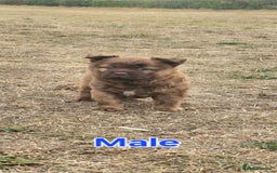 Mixed Breed dogs for sale: Chocolate frenchie X Chow carrying pink  - Image 10