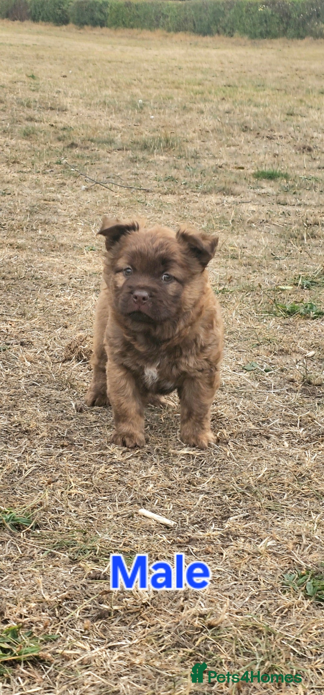 Mixed Breed dogs for sale: Chocolate frenchie X Chow carrying pink  - Image 10