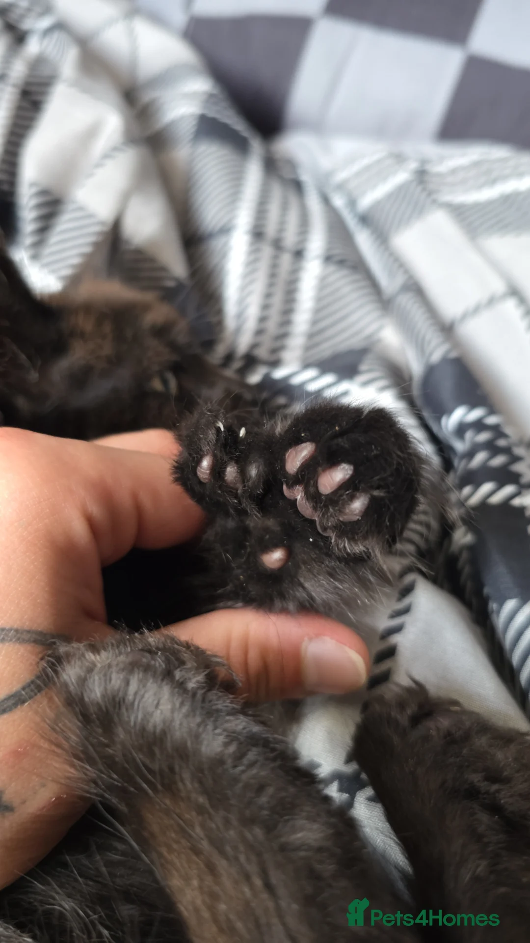 Maine Coon cats for sale: Beautiful Polydactyl Maine Coon Kitten - Advert 2