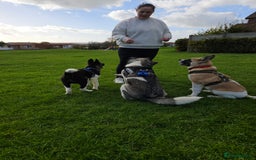 Akita dogs for sale: For rehome  - Image 16