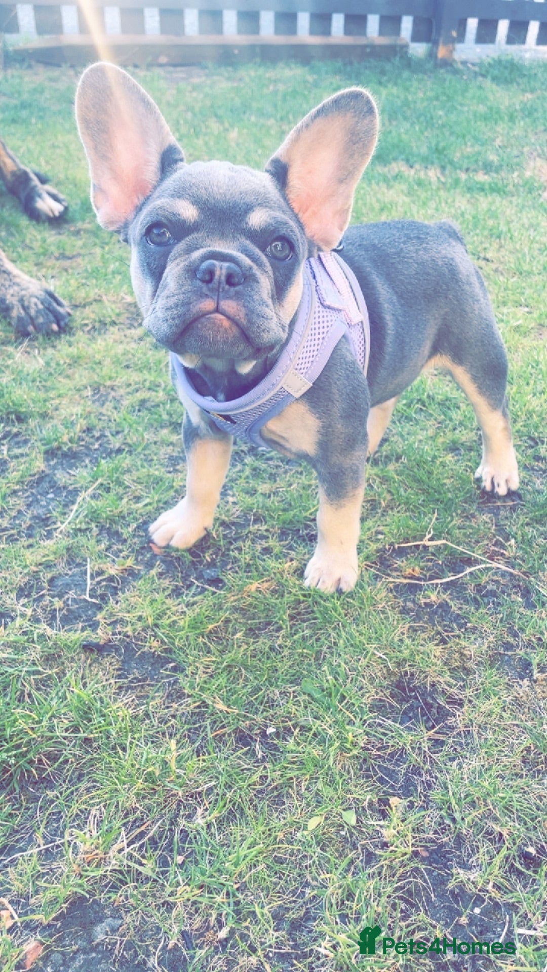 French Bulldog dogs Lilac Tan French Bulldogs  - Advert 12