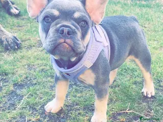 French Bulldog dogs Lilac Tan French Bulldogs - Advert 12