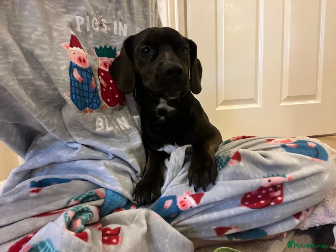 Mixed Breed dogs for sale: Bodhi 1 year old cocker jack  - Advert 5