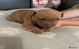 Staffordshire Bull Terrier dogs for sale: Staffy puppy  - Image 6