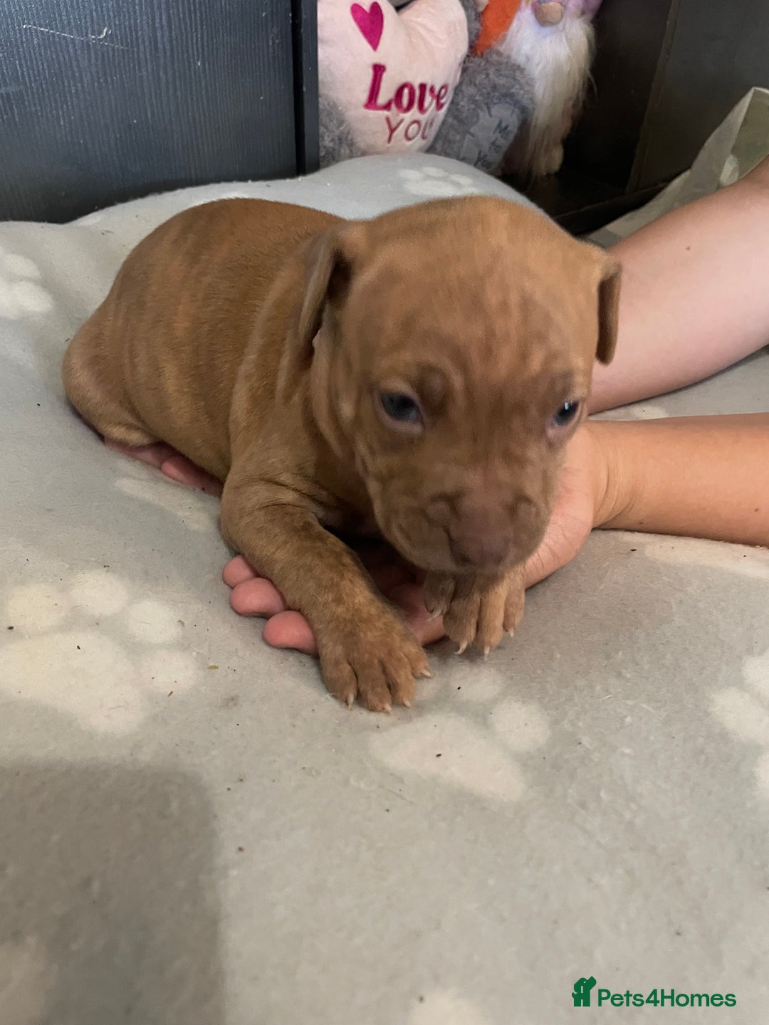 Staffordshire Bull Terrier dogs for sale: Staffy puppy  - Image 6