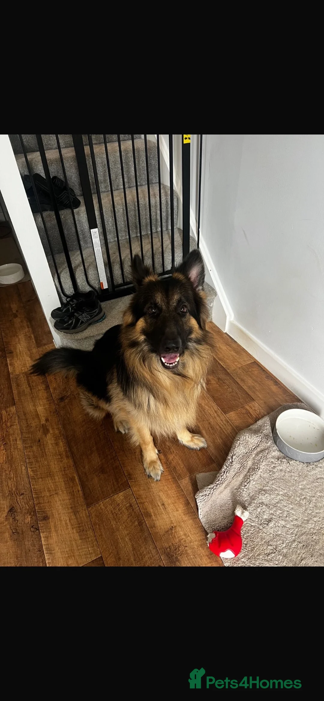 German Shepherd dogs for sale: German Shepherd – 2 Years Old – - Advert 2