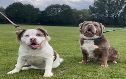 Olde English Bulldogge dogs for sale: READY NOW ✨ FLUFFY OLDE ENGLISH BULLDOGS  - Image 21